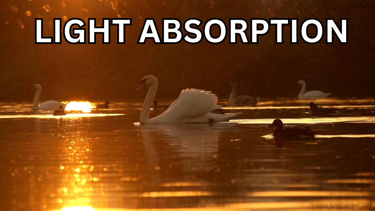 Intro to Light Absorption. Video sheet, Google Forms, Canvas & more (V2)