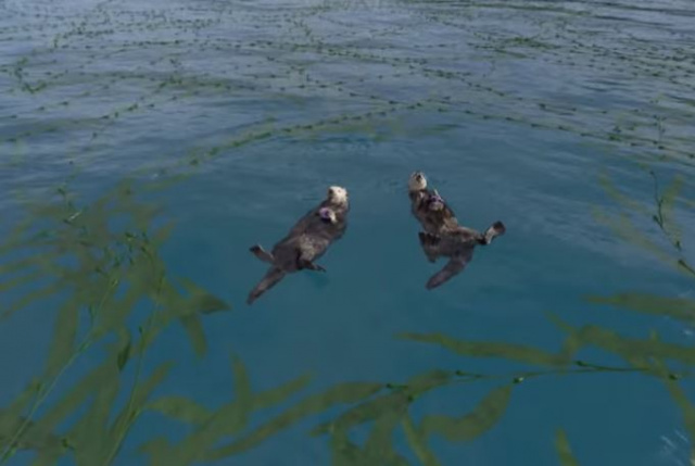 Video: Take a Virtual Dive in a Kelp Forest